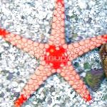Photo Aquarium Sea Invertebrates Red Starfish, Fromia, brown