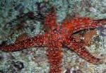 照 水族馆 海无脊椎动物 Galatheas海星, Nardoa sp., 红