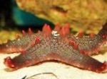 foto Aquário Invertebrados Marinhos Chocolate Chip (Botão) Estrela De Mar, Pentaceraster sp., vermelho