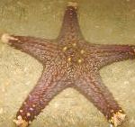 Bilde Akvarium Sjø Virvelløse Dyr Choc Chip (Knott) Sea Star sjøstjerner, Pentaceraster sp., lyse blå