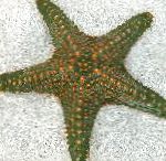 Фото Аквариум Морские Беспозвоночные Звезда пентацерастер морские звезды, Pentaceraster sp., зеленоватый