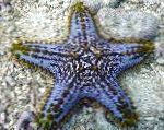 kuva Akvaario Meri Selkärangattomat Choc Chip (Nuppi) Sea Star meri tähteä, Pentaceraster sp., läpinäkyvä