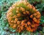 foto Aquarium Zee Ongewervelde Bubble Tip Anemoon (Maïs Anemoon) anemonen, Entacmaea quadricolor, geel