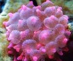 fotografie Akvárium Morských Bezstavovcov Bublina Tip Sasanky (Anemone Kukurica), Entacmaea quadricolor, bodkovaný