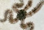 kuva Akvaario Meri Selkärangattomat Hauras Meri Tähti, Ophiocoma, vaaleansininen