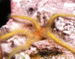 Foto Akvārijs Jūras Bezmugurkaulnieki Sūklis Trauslā Jūras Zvaigzne, Ophiothrix, dzeltens