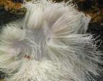 Foto Akvārijs Jūras Bezmugurkaulnieki Fāzēm Sea Anemone (Ordinari Anemone), Heteractis crispa, sārts