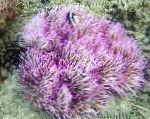 Photo Aquarium Sea Invertebrates Beaded Sea Anemone (Ordinari Anemone), Heteractis crispa, spotted