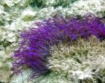 снимка Аквариум Морски Безгръбначни Формован Полип (Ordinari Съсънка) анемони, Heteractis crispa, лилаво