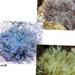 foto Aquarium Zee Ongewervelde Kralen Zeeanemoon (Ordinari Anemoon) anemonen, Heteractis crispa, doorzichtig
