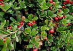 vermelho Flores do Jardim Bearberry, Kinnikinnick, Manzanita, Arctostaphylos uva-ursi foto