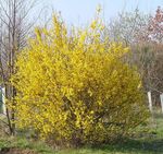 ყვითელი ბაღის ყვავილები Forsythia სურათი