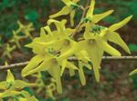 amarelo Flores do Jardim Forsythia foto