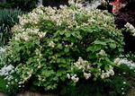 blanco Flores de jardín Aliso Bruja, Fothergilla Foto