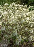 branco Flores do Jardim Amieiro Bruxa, Fothergilla foto