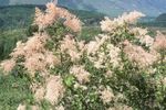 rose les fleurs du jardin Bush À La Crème, Les Embruns, Holodiscus Photo