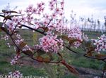 ვარდისფერი ბაღის ყვავილები ფრინველის ალუბალი, ბალი ქლიავი, Prunus Padus სურათი