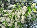 bílá Zahradní květiny Pták Třešeň, Třešeň Švestka, Prunus Padus fotografie