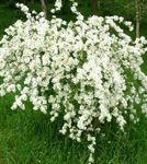 biely Záhradné kvety Perla Bush, Exochorda fotografie