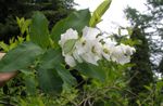 biely Záhradné kvety Perla Bush, Exochorda fotografie