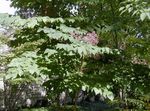 kuva Japanilainen Angelica Tree tuntomerkit