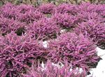ვარდისფერი ბაღის ყვავილები შოტლანდიელები Heath, ზამთრის Heath, Erica სურათი