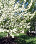 hvit Hage blomster Apple Ornamental, Malus Bilde
