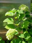 grün Gartenblumen Glatte Hydrangea, Wild Hydrangea, Sevenbark, Hydrangea arborescens Foto