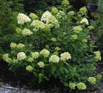 roheline Aias Lilli Pöörise Hortensia, Puu Hortensia, Hydrangea paniculata Foto