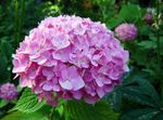 ვარდისფერი ბაღის ყვავილები საერთო Hydrangea, Bigleaf Hydrangea, ფრანგი Hydrangea, Hydrangea hortensis სურათი