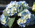 ライトブルー 庭の花 一般的なアジサイ、大きな葉アジサイ、フランスのアジサイ, Hydrangea hortensis フォト