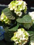მწვანე ბაღის ყვავილები საერთო Hydrangea, Bigleaf Hydrangea, ფრანგი Hydrangea, Hydrangea hortensis სურათი