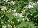 blanco Flores de jardín Madreselva Tatarian, Lonicera tatarica Foto