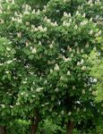 白 园林花卉 七叶树，板栗树, Aesculus hippocastanum 照