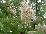 blanco Flores de jardín Castaño De Indias, Árbol Conker, Aesculus hippocastanum Foto