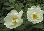 თეთრი ბაღის ყვავილები Rosa სურათი
