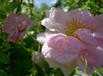 ვარდისფერი ბაღის ყვავილები Rosa სურათი