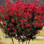 czerwony Ogrodowe Kwiaty Krepa Mirt, Krepa Mirtu, Lagerstroemia indica zdjęcie