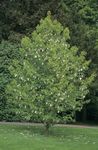 ホワイト 庭の花 鳩の木、ゴーストツリー、ハンカチの木, Davidia involucrata フォト