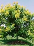 Złoty Deszcz Drzewo, Panicled Goldenraintree