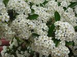 bianco I fiori da giardino Firethorn Scarlet, Pyracantha coccinea foto