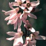 ვარდისფერი ბაღის ყვავილები თეთრი Forsythia, კორეელი Abelia, Abeliophyllum distichum სურათი