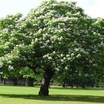 biely Záhradné kvety Južnej Katalpa, Catawba, Indická Fazuľa Strom, Catalpa bignonioides fotografie