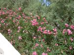 růžový Zahradní květiny Oleandr, Nerium oleander fotografie