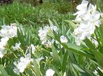 бял Градински цветове Олеандър, Nerium oleander снимка
