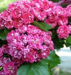 粉红色 园林花卉 美联山楂, Crataegus 照