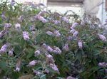 紫丁香 园林花卉 蝴蝶布什，夏季紫丁香, Buddleia 照