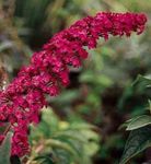rouge les fleurs du jardin Buisson De Papillon, Lilas D'été, Buddleia Photo
