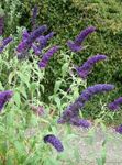 azul escuro Flores do Jardim Arbusto De Borboleta, Lilás Verão, Buddleia foto