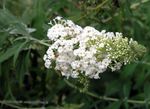 biely Záhradné kvety Motýľ Bush, Letné Orgován, Buddleia fotografie
